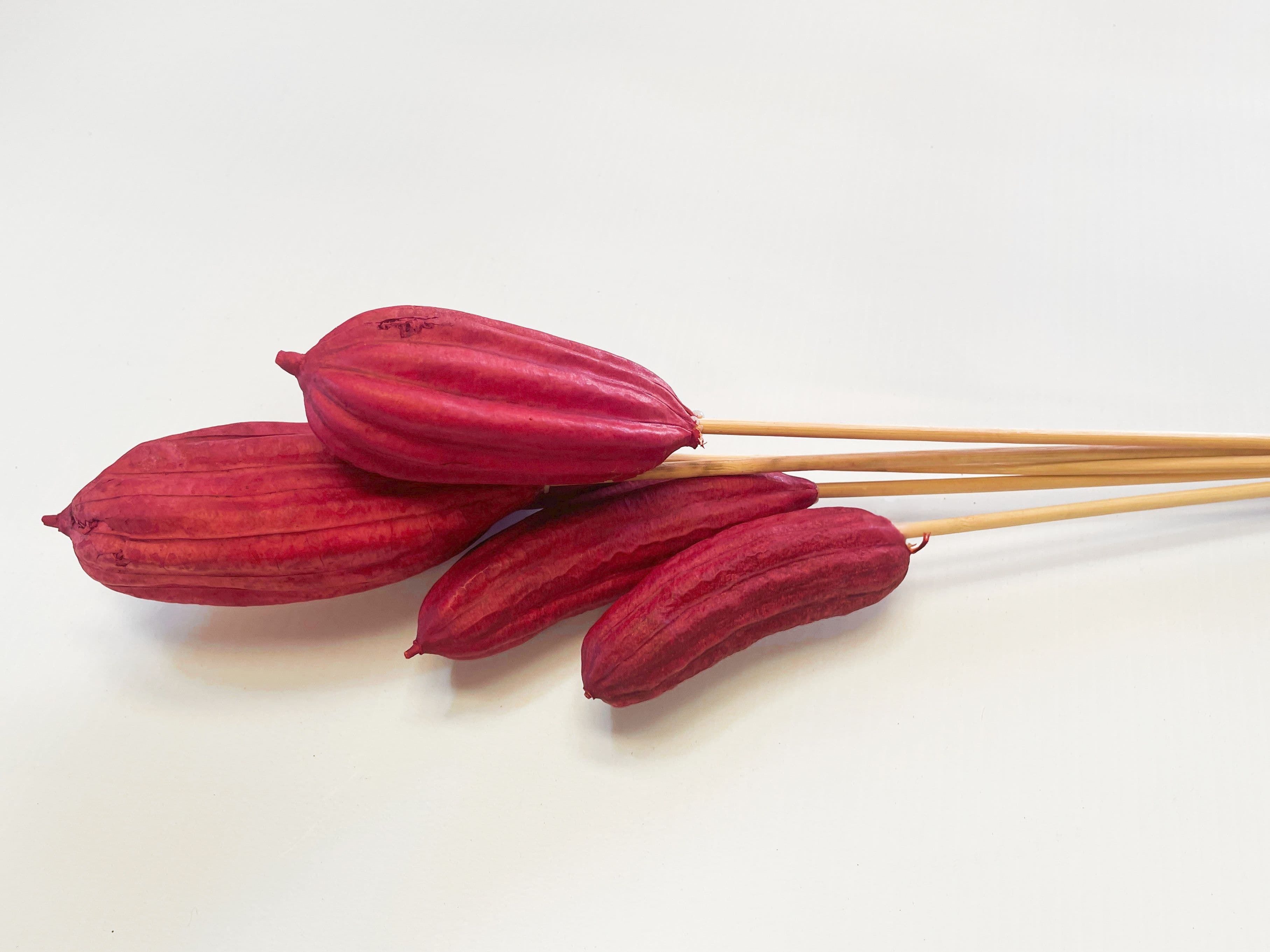 Jinga Pod Dried Red 18"