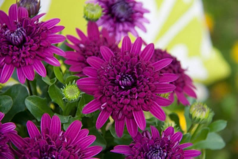 Osteospermum 4D Purple