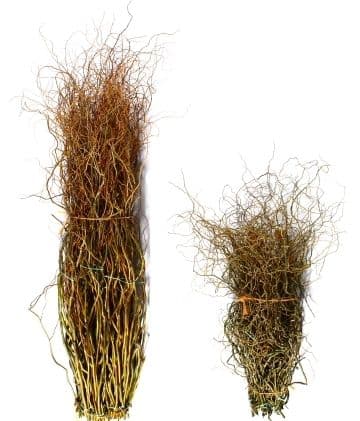 Curly Willow Medium Acorn 52"-60"