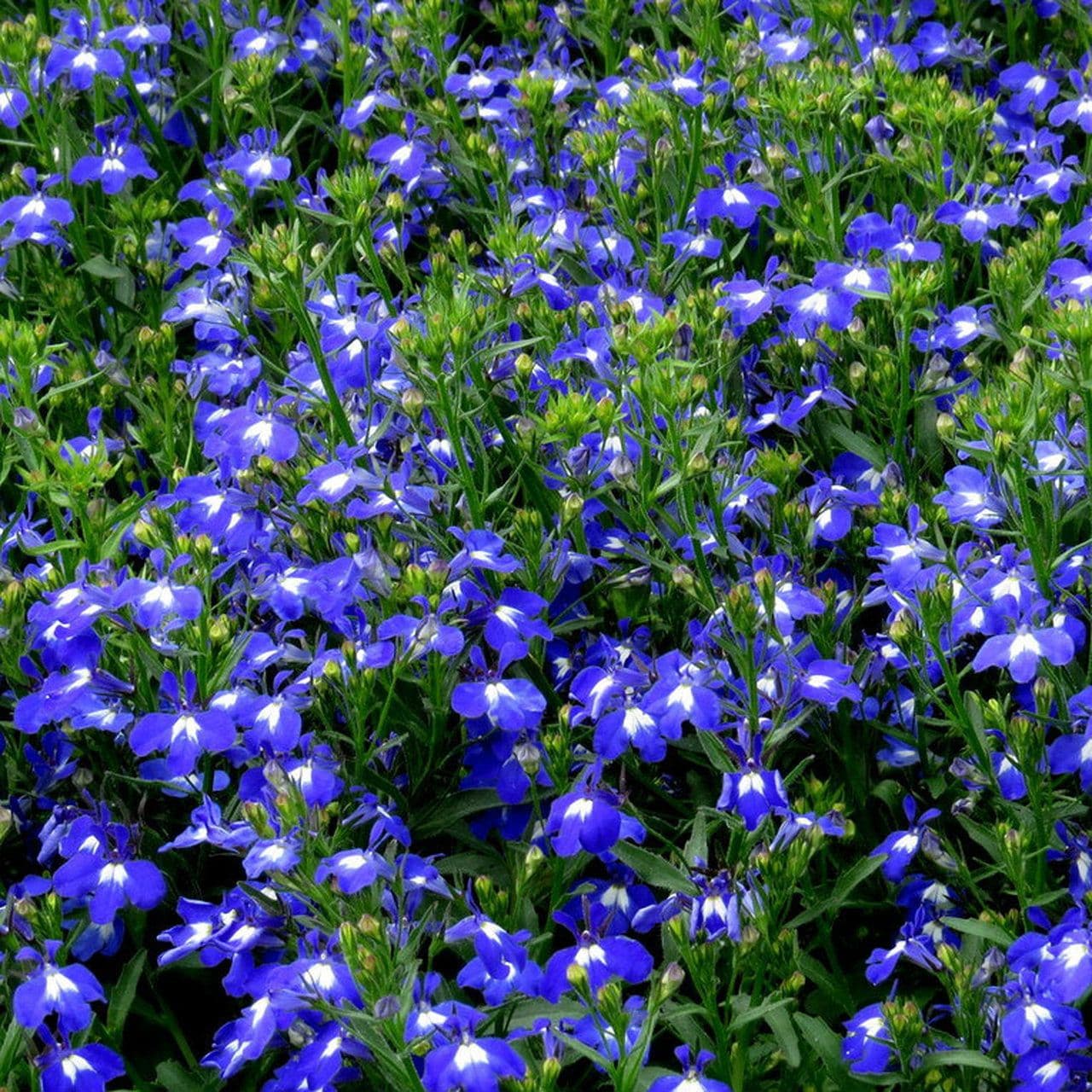 Lobelia Techno Heat Upright Dark Blue