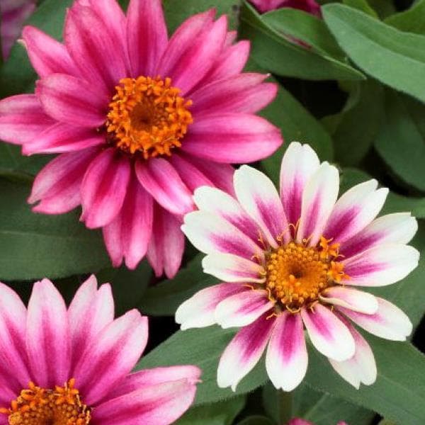 Zinnia Profusion Cherry Bicolor