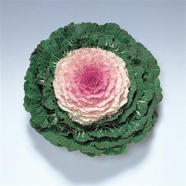 Kale Pigeon Victoria Pink F1
