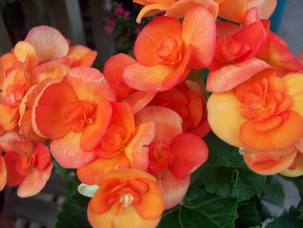 Begonia Rieger Orange