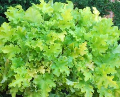 Heuchera Lime Marmalade
