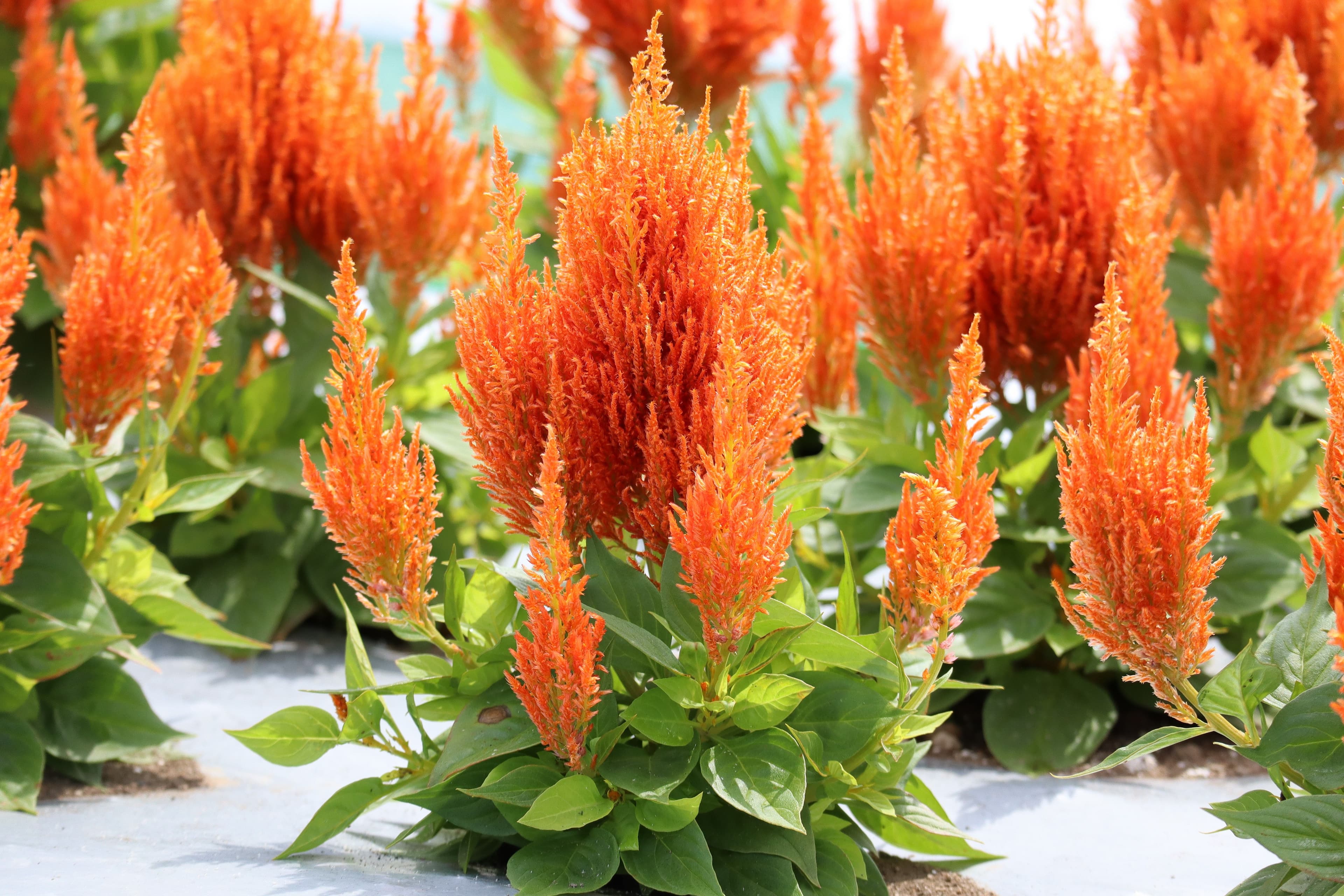 Celosia Flamma Orange