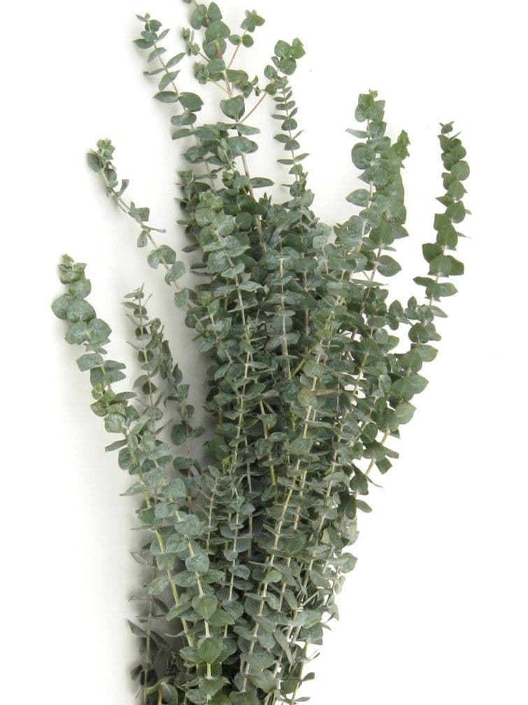 Eucalyptus Baby Blue Bunch