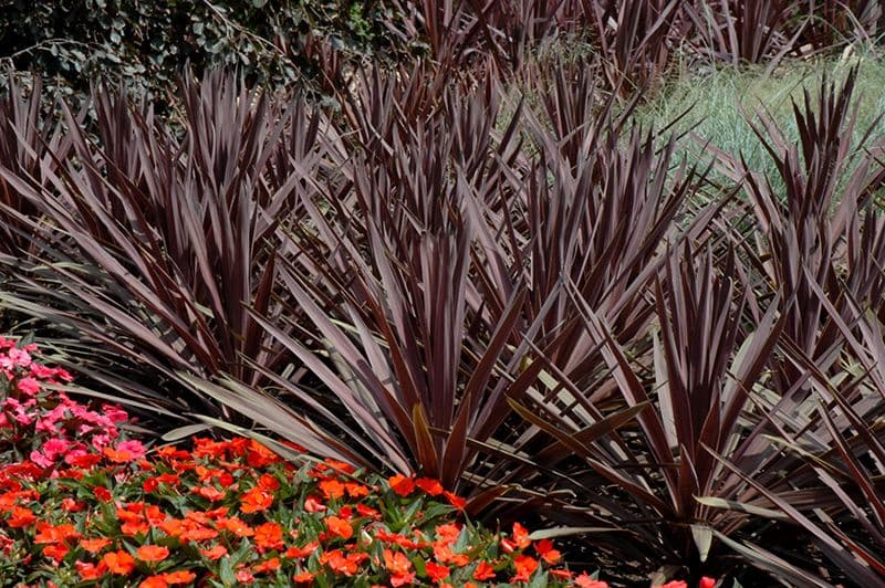 Cordyline Red Star