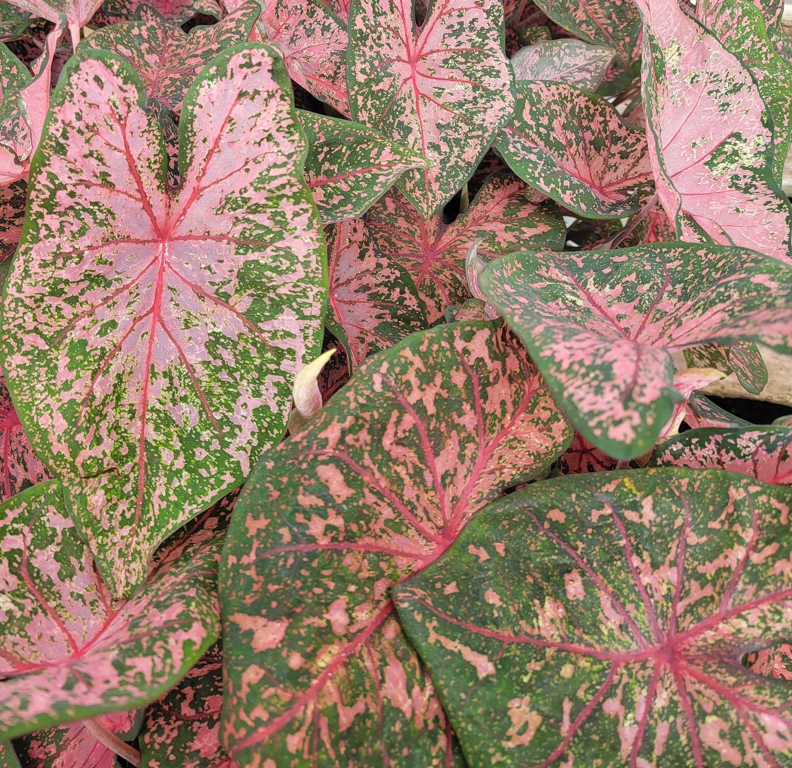 Caladium Pink Beauty