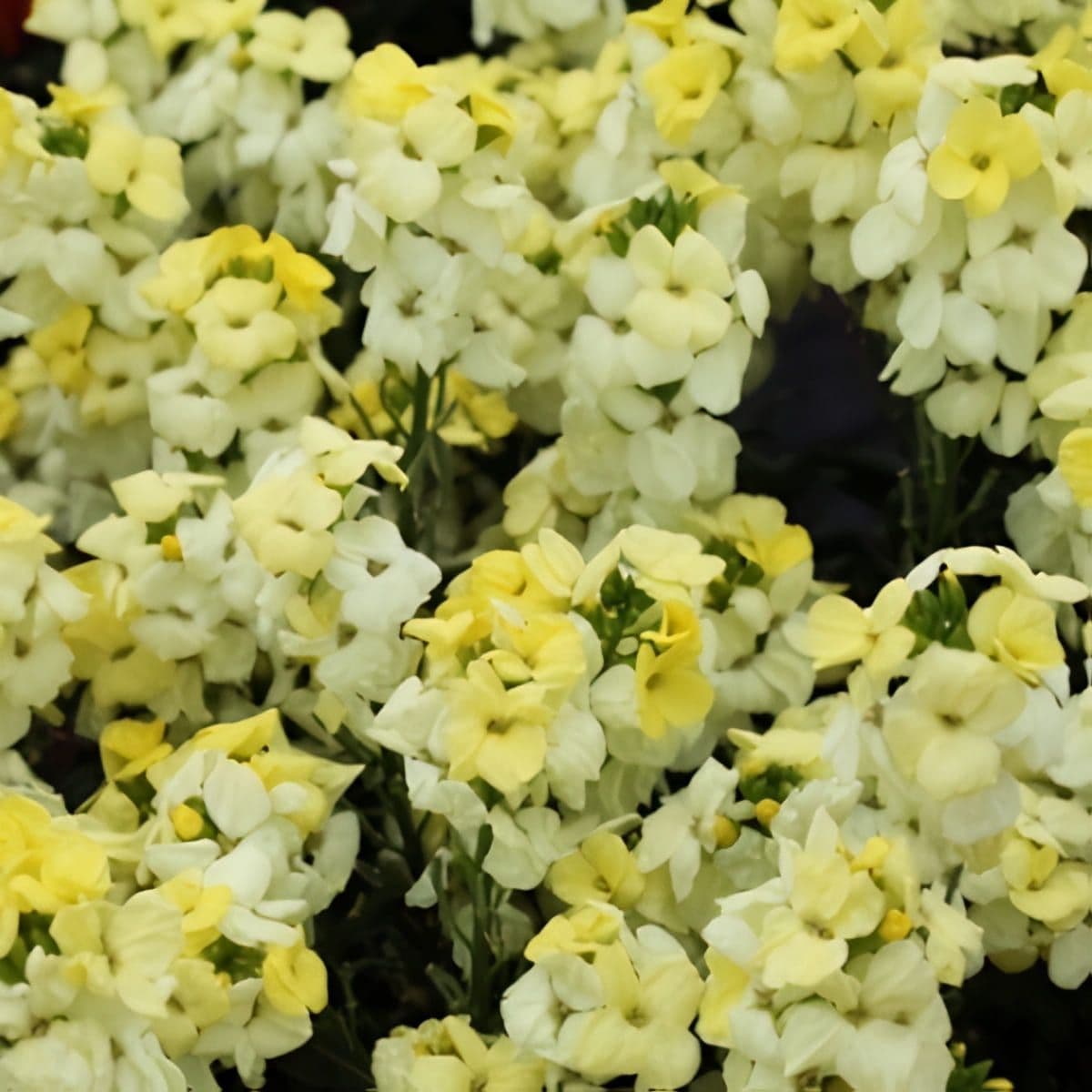 Erysimum Sugar Rush Primrose
