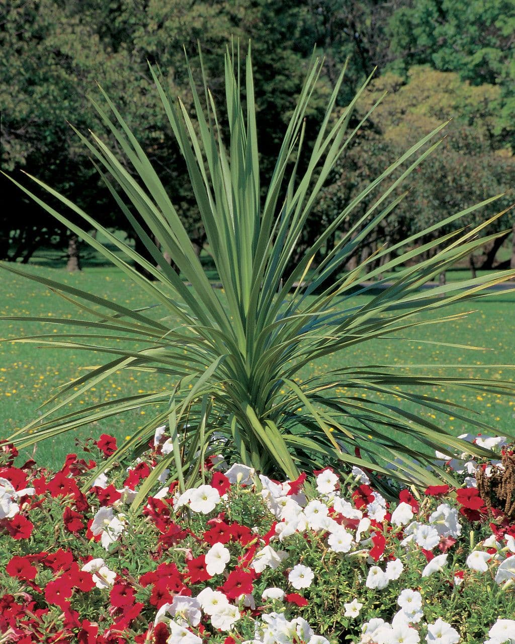 Dracaena Spike Indivisa