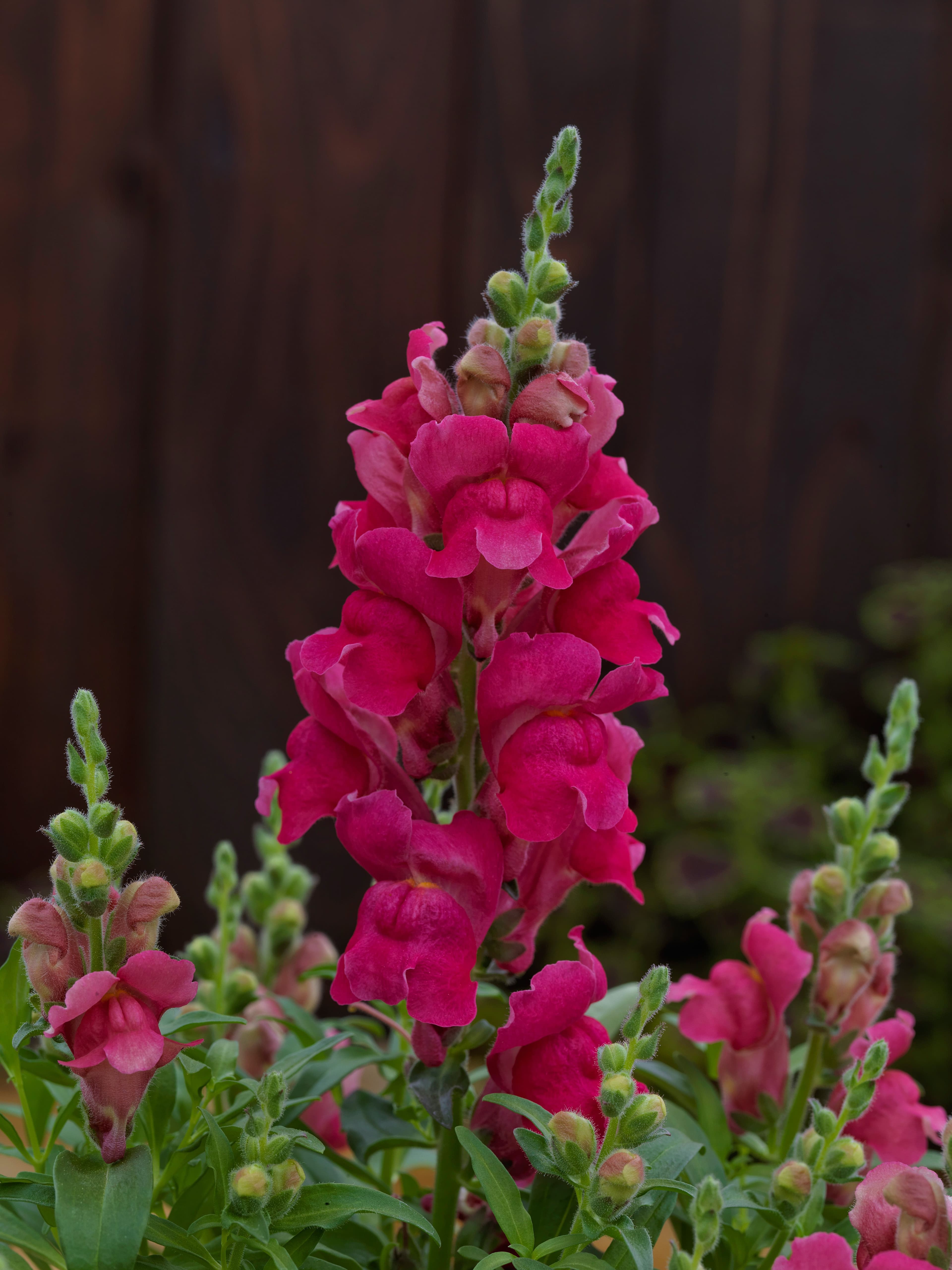 Snapdragon Candy Tops Rose