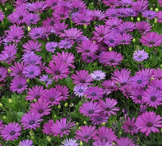 Osteospermum Margarita Purple