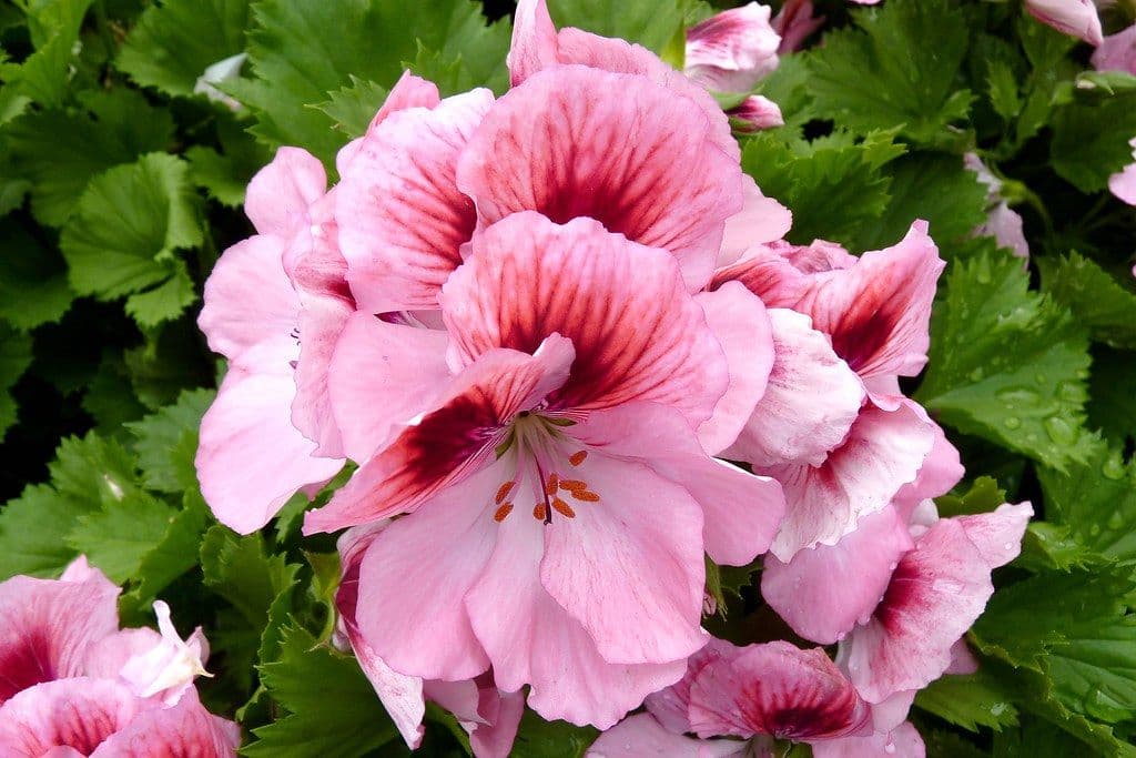 Geranium Regal Rose Bicolor