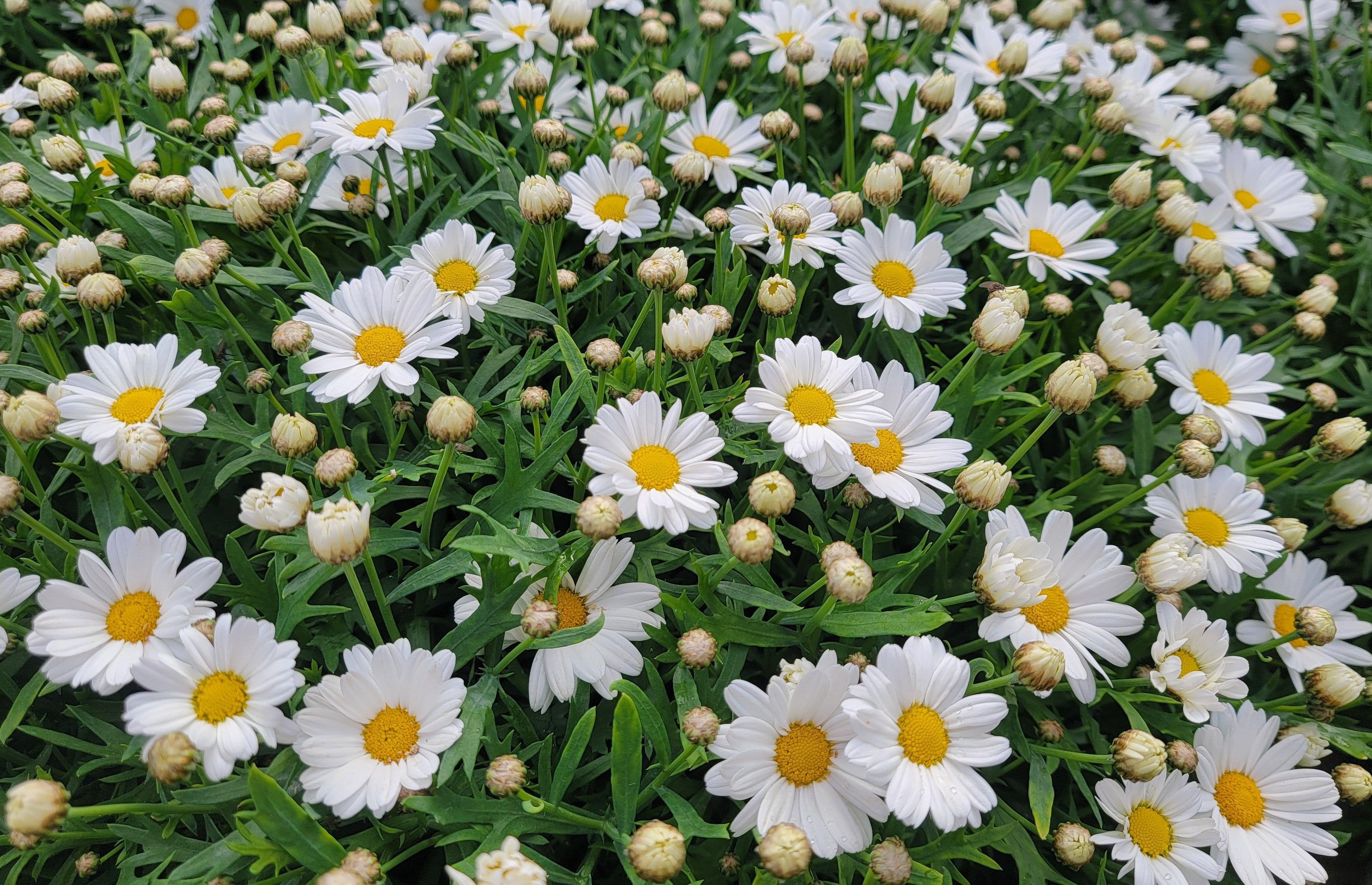 Argyranthemum Lollies Marshmallow Pink