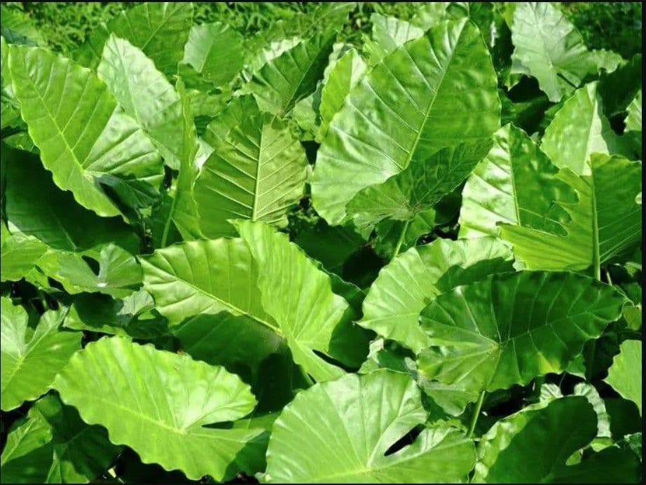 Alocasia Calidora