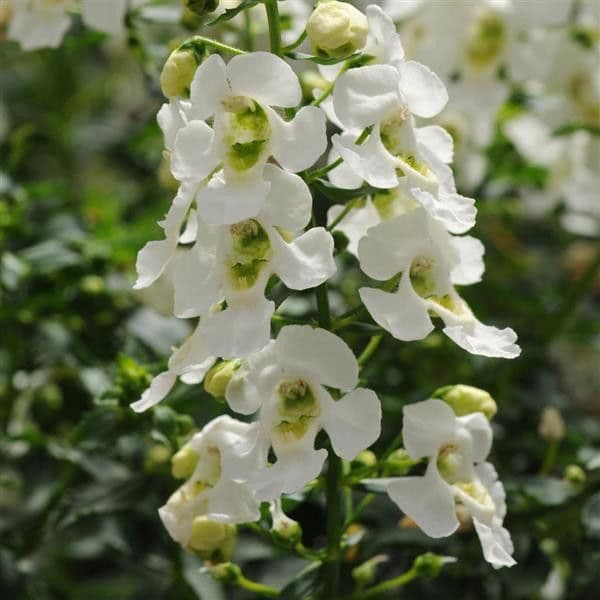 Angelonia Archangel White