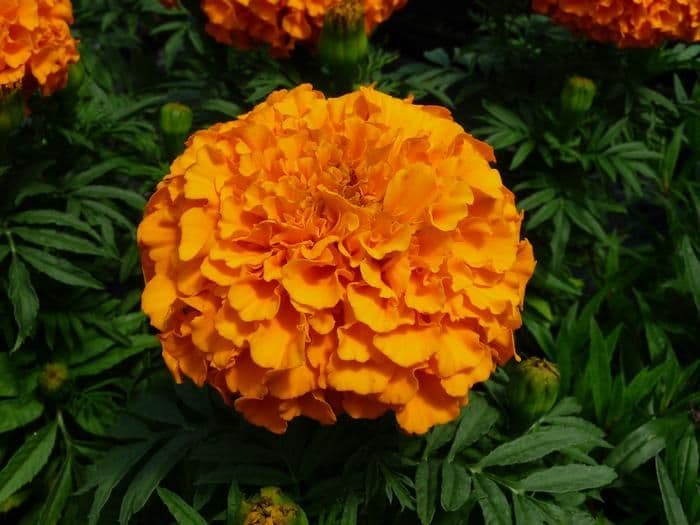 Marigold Taishan Orange