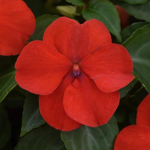 Impatiens Beacon Red