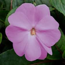 Impatiens NG Super Sonic Lavender