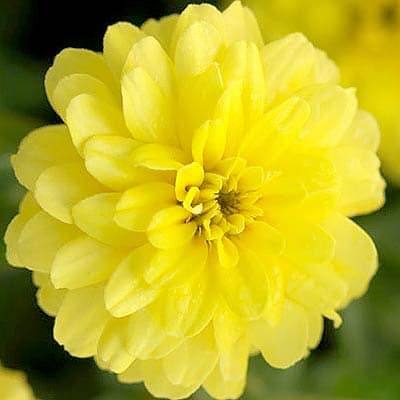Zinnia Zahara Double Yellow