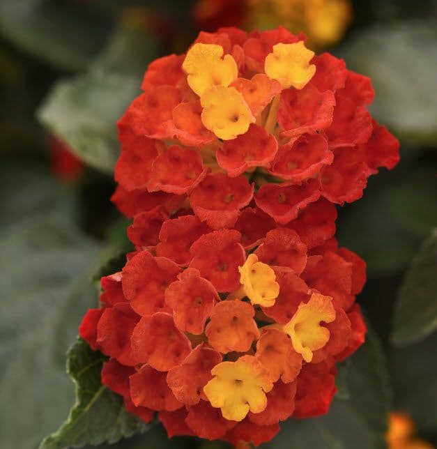 Lantana Shamrock Red
