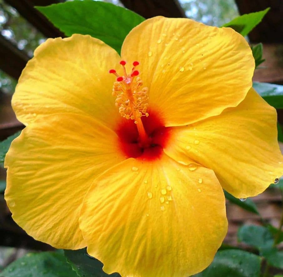 Hibiscus Yellow