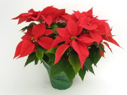 Poinsettia Noel Red