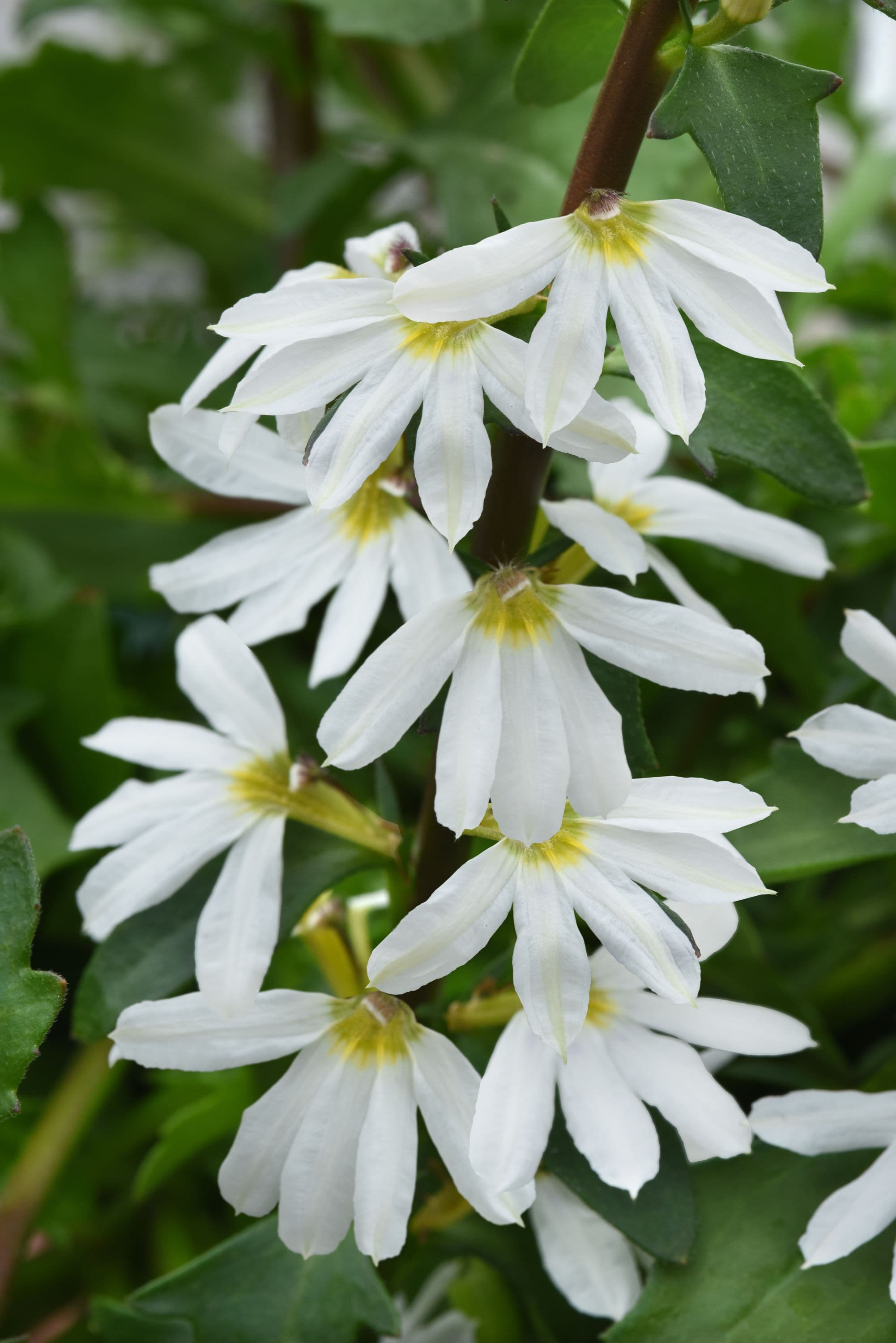 Scaevola Blazen White