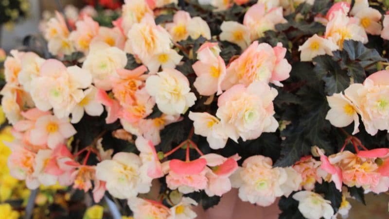 Begonia Iconia Portofino Champagne