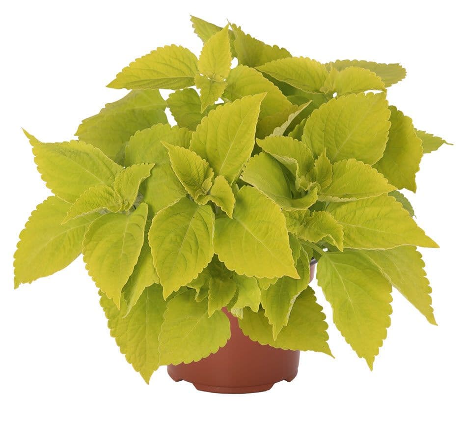 Coleus Mainstreet Chartres Street