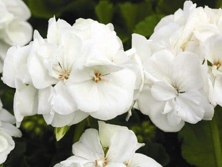 Geranium Americana White