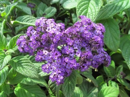 Heliotrope Fragrant Delight Blue