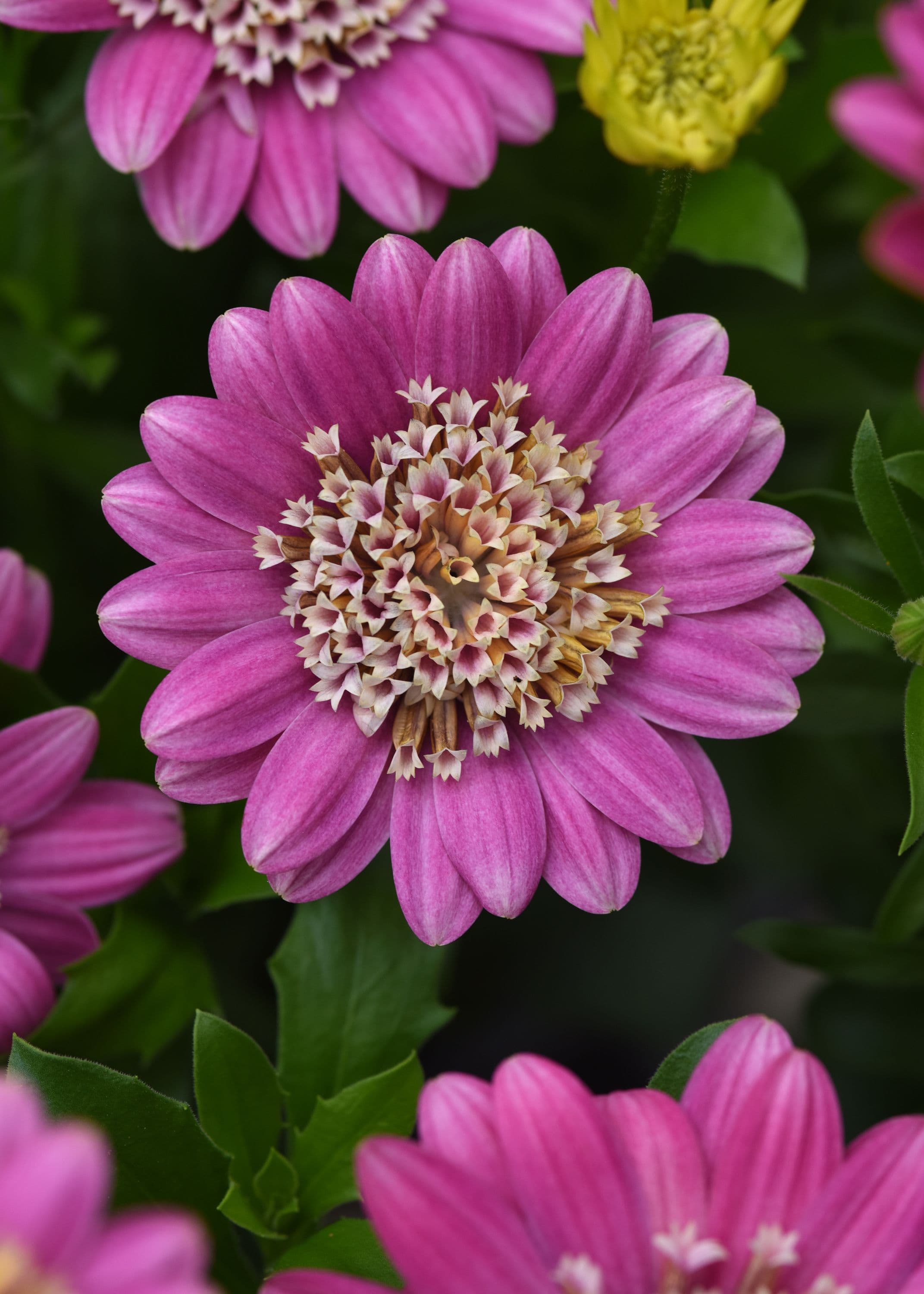 Osteospermum 4D Pink Lemonade