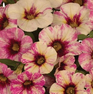 Calibrachoa Rainbow Paloma Pink