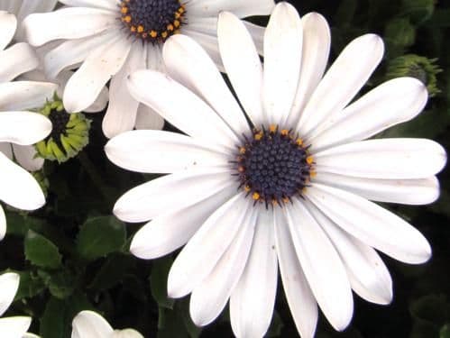 Osteospermum Margarita White