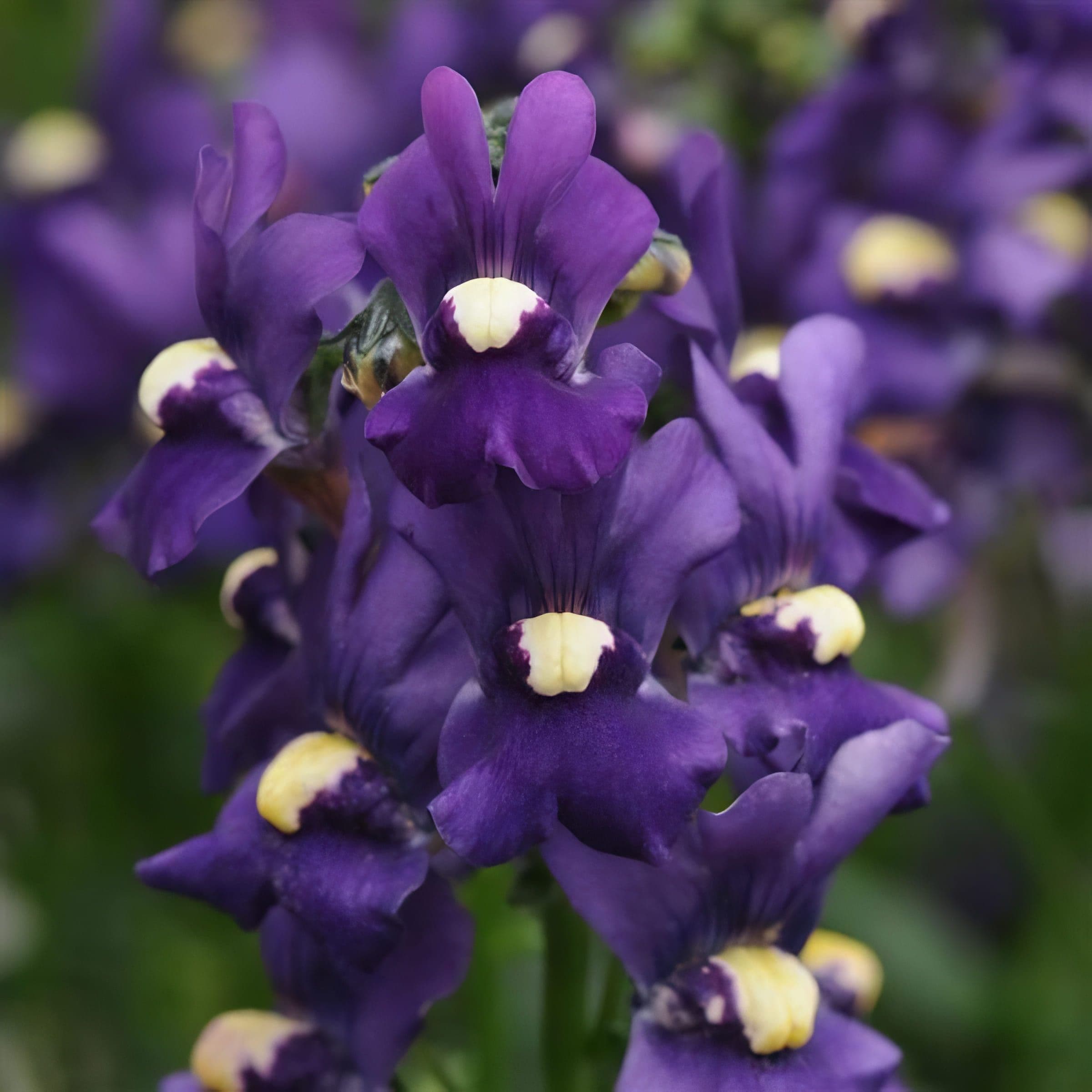 Nemesia Aromatica Royal Blue