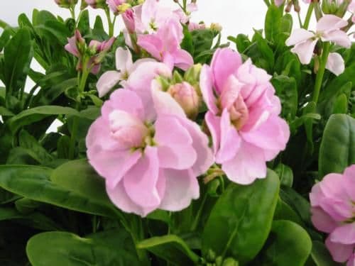 Stock Harmony Cherry Blossom