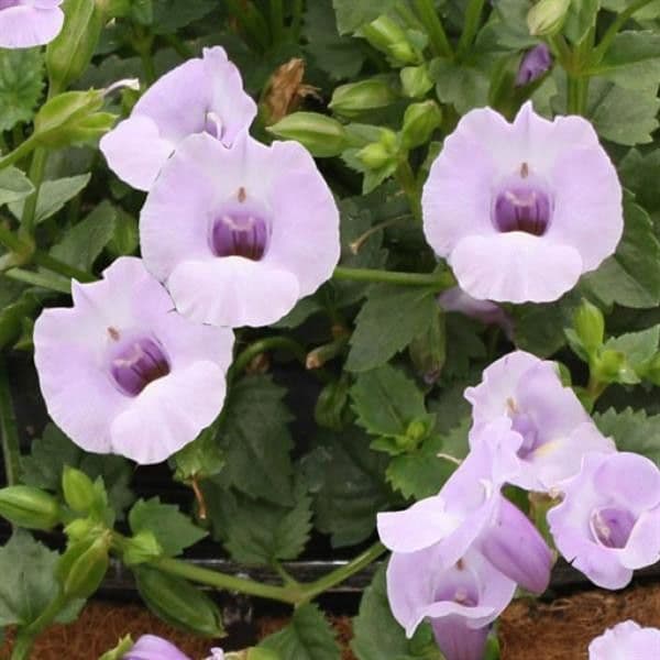 Torenia Summer Wave Large Silver