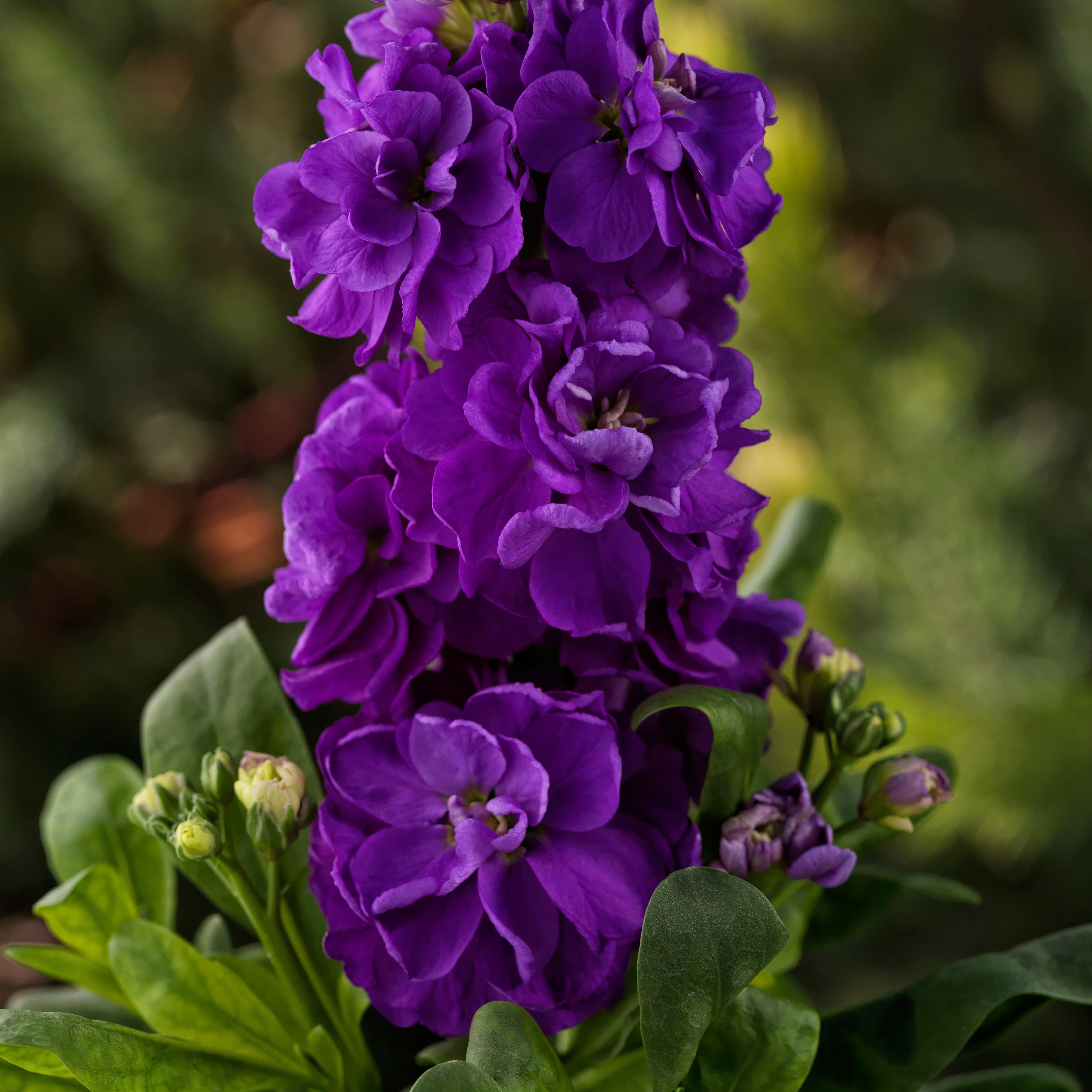 Stock Mime Purple