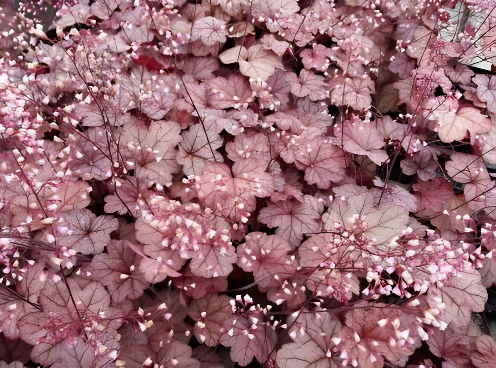 Heuchera Raspberry Sea