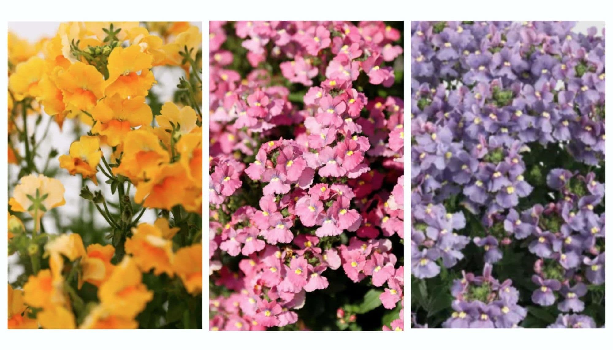 Nemesia Nesia Tricolor