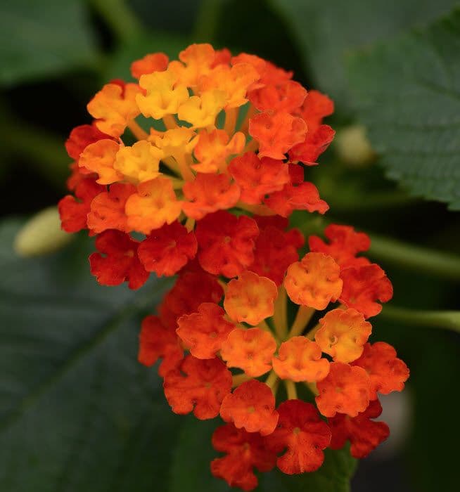 Lantana Landmark Red