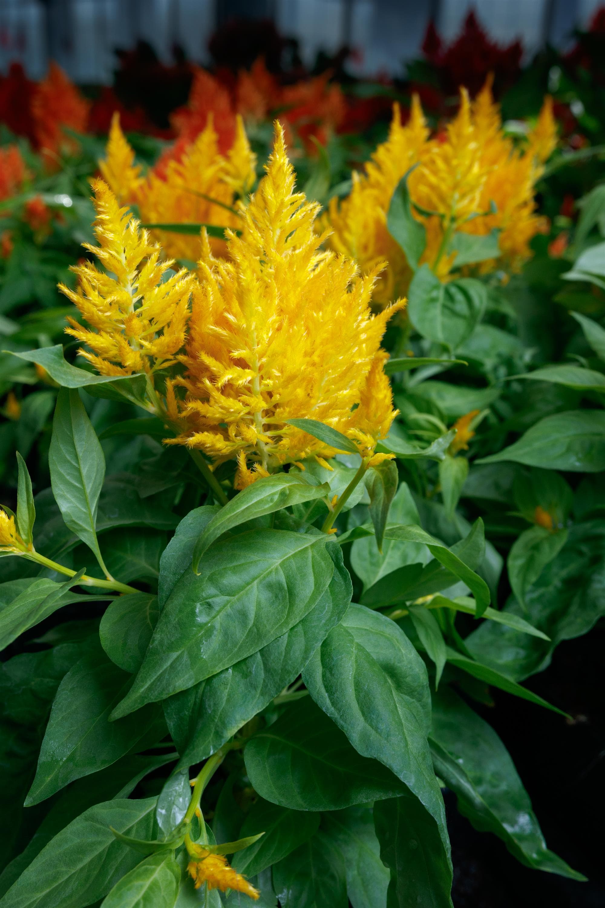 Celosia Flamma Golden Yellow
