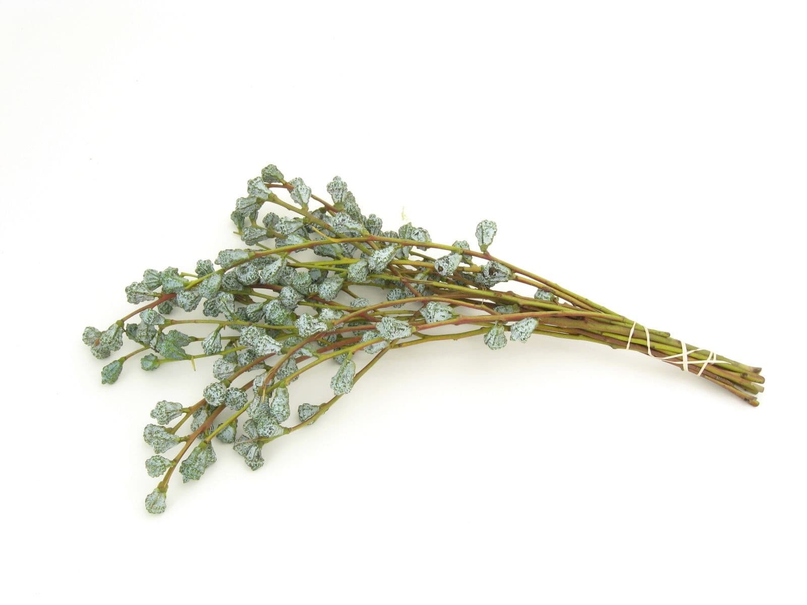 Eucalyptus Podded Silver Bells Bunch