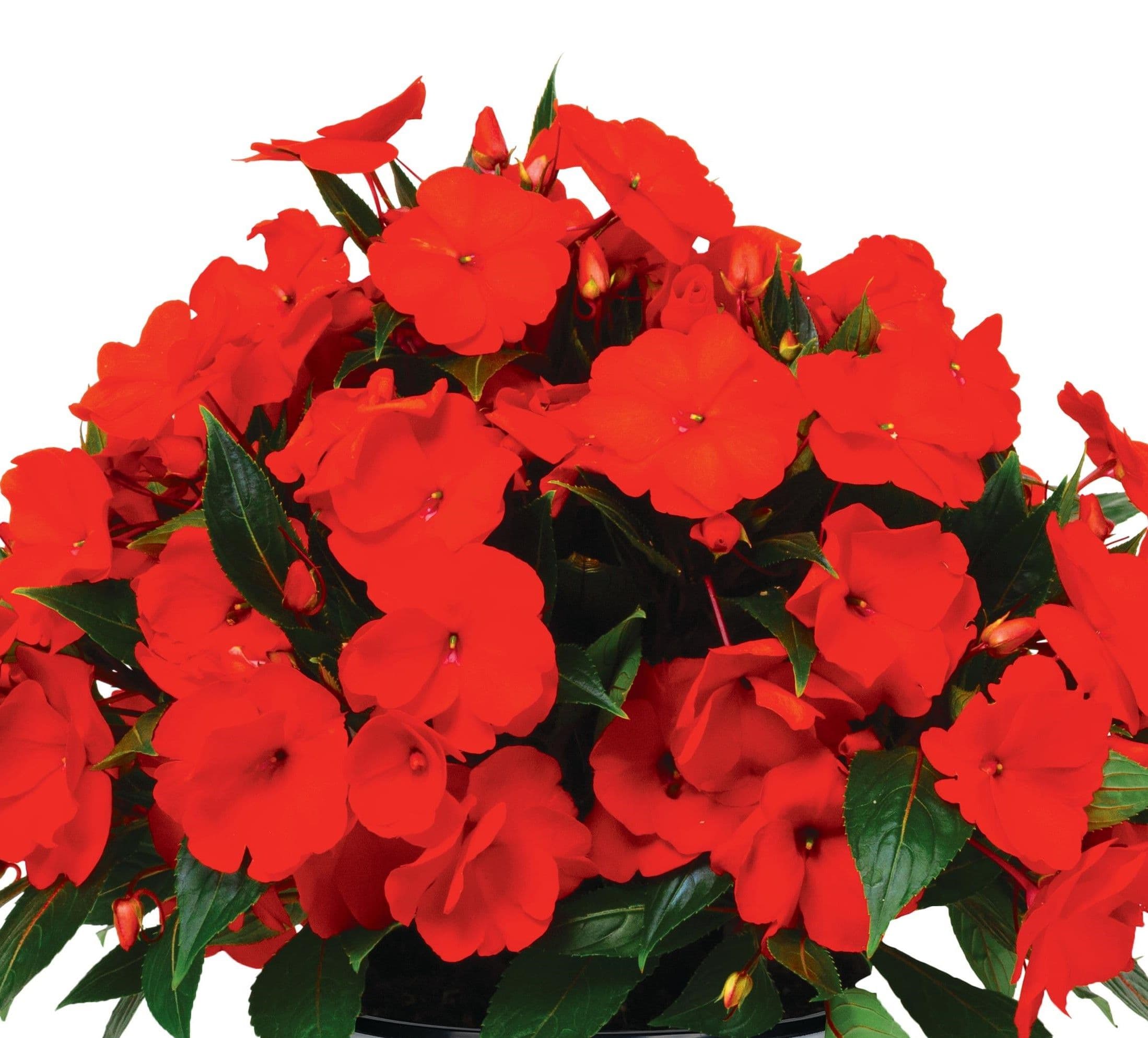 Impatiens NG Petticoat Orange