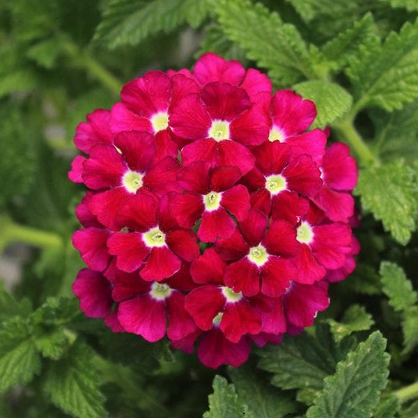 Verbena Firehouse Red