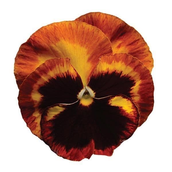 Pansy Matrix Solar Flare Mix