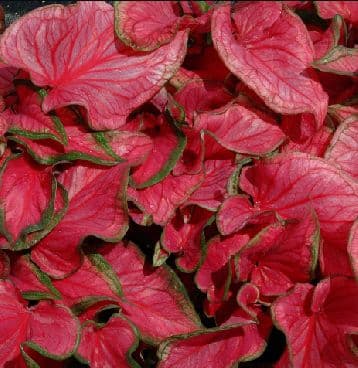 Caladium Sweet Heart
