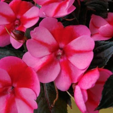 Impatiens Sun Comp Red Candy