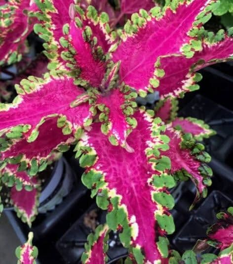 Coleus Under The Sea Electric Eel